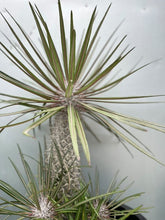 Load image into Gallery viewer, Pachypodium Geayi 140mm
