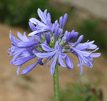 Load image into Gallery viewer, Agapanthus &#39;blue&#39; 200mm
