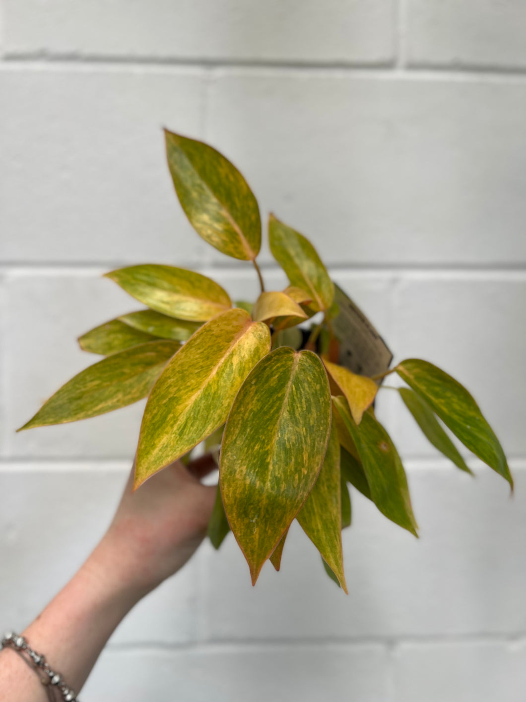 Philodendron 'painted Lady'