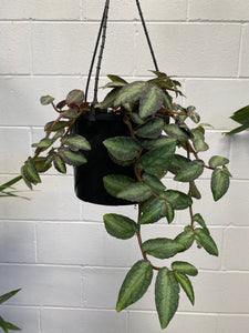 Pellionia Repens Hanging Basket 175mm