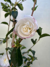 Load image into Gallery viewer, Camellia Sansanqua &#39;pure Silk&#39;
