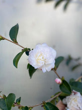 Load image into Gallery viewer, Camellia Sansanqua &#39;pure Silk&#39;
