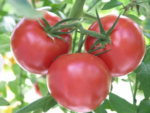 Tomato 'grosse Lisse" 100mm